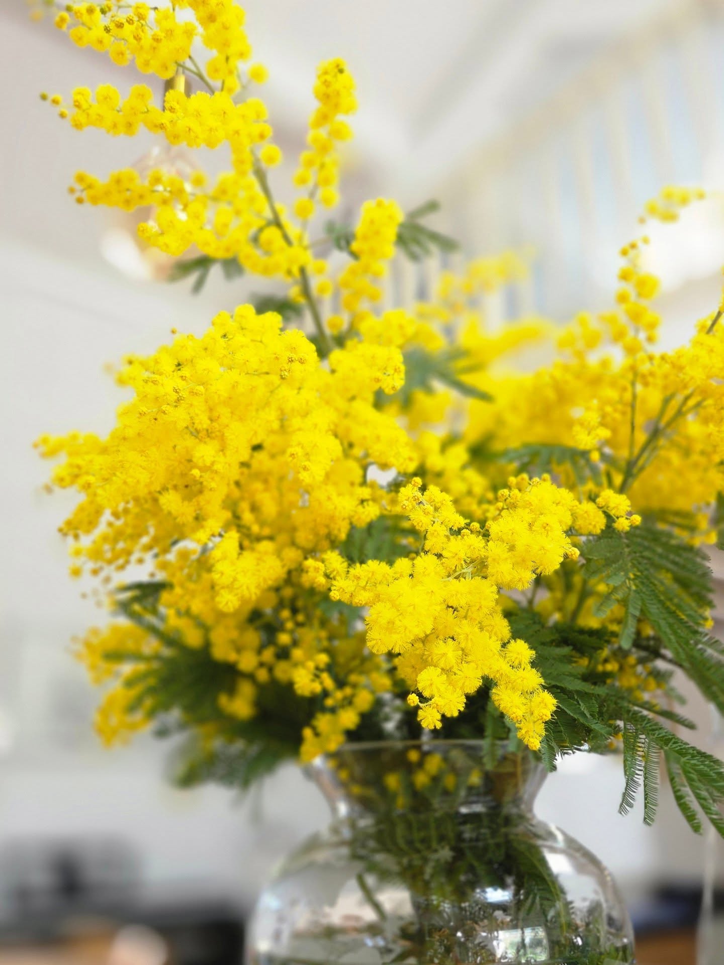 On a retrouvé le ciel bleu et par la même occasion le mimosa est de sortie.
#hiverpluvieux #cielbleu #monstera #mimosa