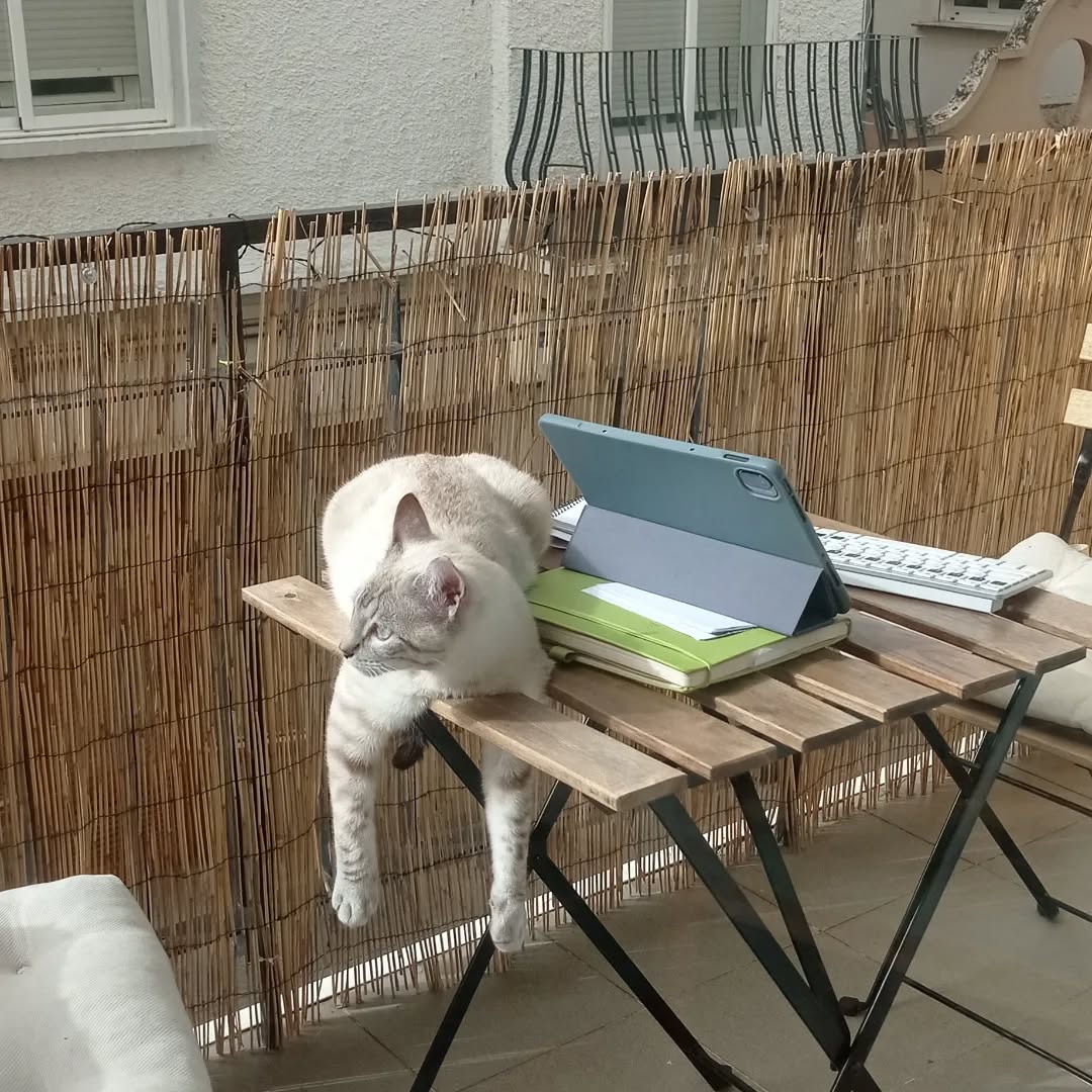 Esta semana he acabado un ciclo de clases a las que iba a venía de noche. En las veinte semanas que han durado las sesiones, se me han cruzado gatos, vacas, zorros, perros, conejos, sapos y una lechuza.
Imagino a los sapos cruzando la carretera embelesados en busca de su sapa, ignorantes de que lo más probable es que en ese recorrido tan corto acaben destripados. O a lo mejor no. A lo mejor esos sapos consiguen cruzar, esquivando milagrosamente los neumáticos asesinos. Espero que los renacuajos que con tanto cariño reencauzamos hace unas semanas, recién eclosionados, hayan sobrevivido para croar, comer mosquitos y volver a poner huevos la próxima primavera.
En la costa caribe de Colombia, se dice que las lechuzas son en realidad brujas, y debes decir una retahíla de insultos para alejarla a ti. Supongo que soy un poquito bruja o un poquito subversiva, porque cuando se me cruzó me entusiasmé y le di las gracias por aparecer. Pasé el resto del día pletórica.
Marzo ha sido un mes cansado pero me ha dejado el corazón contento y la despensa repleta de calçots. Marzo ha sido el mes de la nieve y el sol.