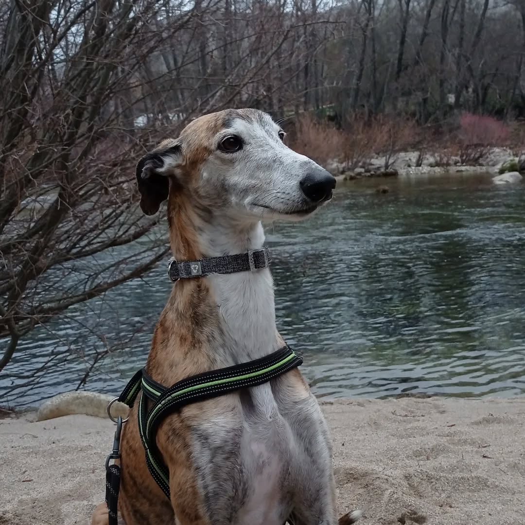 Esta semana he acabado un ciclo de clases a las que iba a venía de noche. En las veinte semanas que han durado las sesiones, se me han cruzado gatos, vacas, zorros, perros, conejos, sapos y una lechuza.
Imagino a los sapos cruzando la carretera embelesados en busca de su sapa, ignorantes de que lo más probable es que en ese recorrido tan corto acaben destripados. O a lo mejor no. A lo mejor esos sapos consiguen cruzar, esquivando milagrosamente los neumáticos asesinos. Espero que los renacuajos que con tanto cariño reencauzamos hace unas semanas, recién eclosionados, hayan sobrevivido para croar, comer mosquitos y volver a poner huevos la próxima primavera.
En la costa caribe de Colombia, se dice que las lechuzas son en realidad brujas, y debes decir una retahíla de insultos para alejarla a ti. Supongo que soy un poquito bruja o un poquito subversiva, porque cuando se me cruzó me entusiasmé y le di las gracias por aparecer. Pasé el resto del día pletórica.
Marzo ha sido un mes cansado pero me ha dejado el corazón contento y la despensa repleta de calçots. Marzo ha sido el mes de la nieve y el sol.