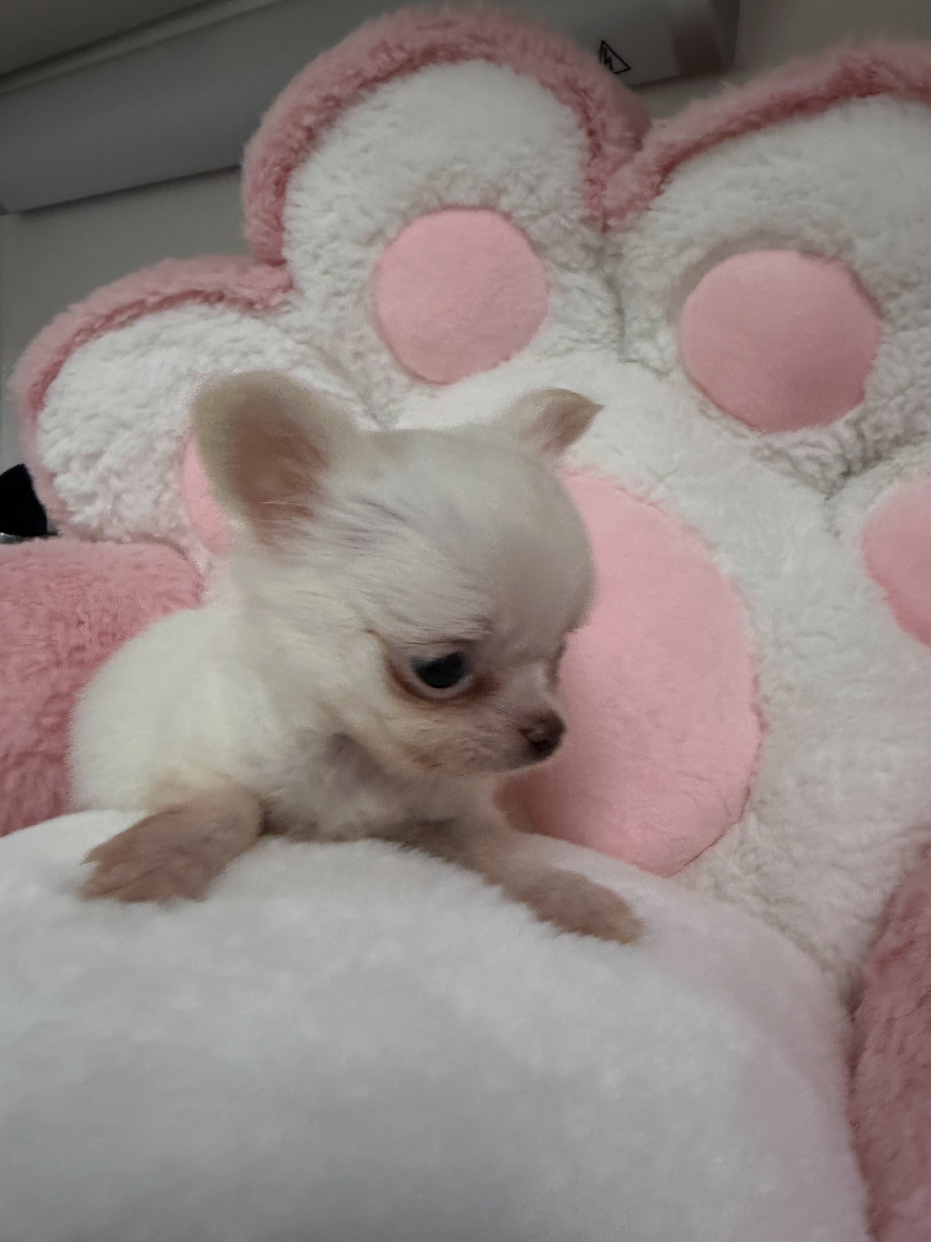 Petit shooting de notre petit chichi blanc crème 🐶📸Petit gabarit né le 4 mars 2026, il a déjà plus de 2 mois et reste toujours aussi petit et attachant 💛
Un vrai petit cœur qui fait fondre tout le monde.Plus d’infos en message privé.
Pour voir tous les chiots actuellement disponibles rendez-vous à ce lien :
https://elevage-chihuahuas-lof.fr/chiots-chihuahua-disponibles/#Chihuahua #ChiotChihuahua #ChihuahuaLove #ElevageChihuahua #ChihuahuaLife
